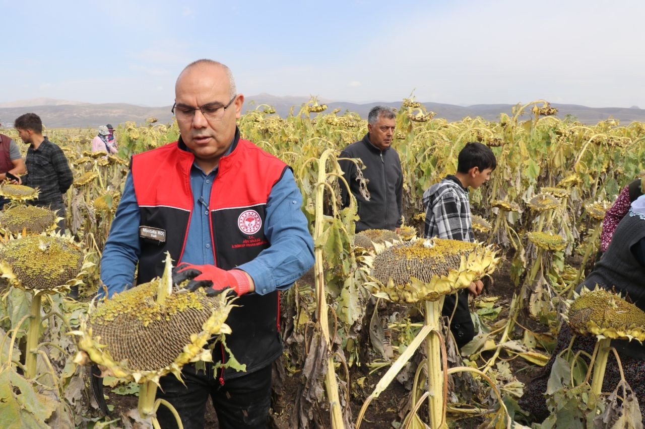 Ağrı Ovası'nda ayçiçeği hasadı - Sayfa 2