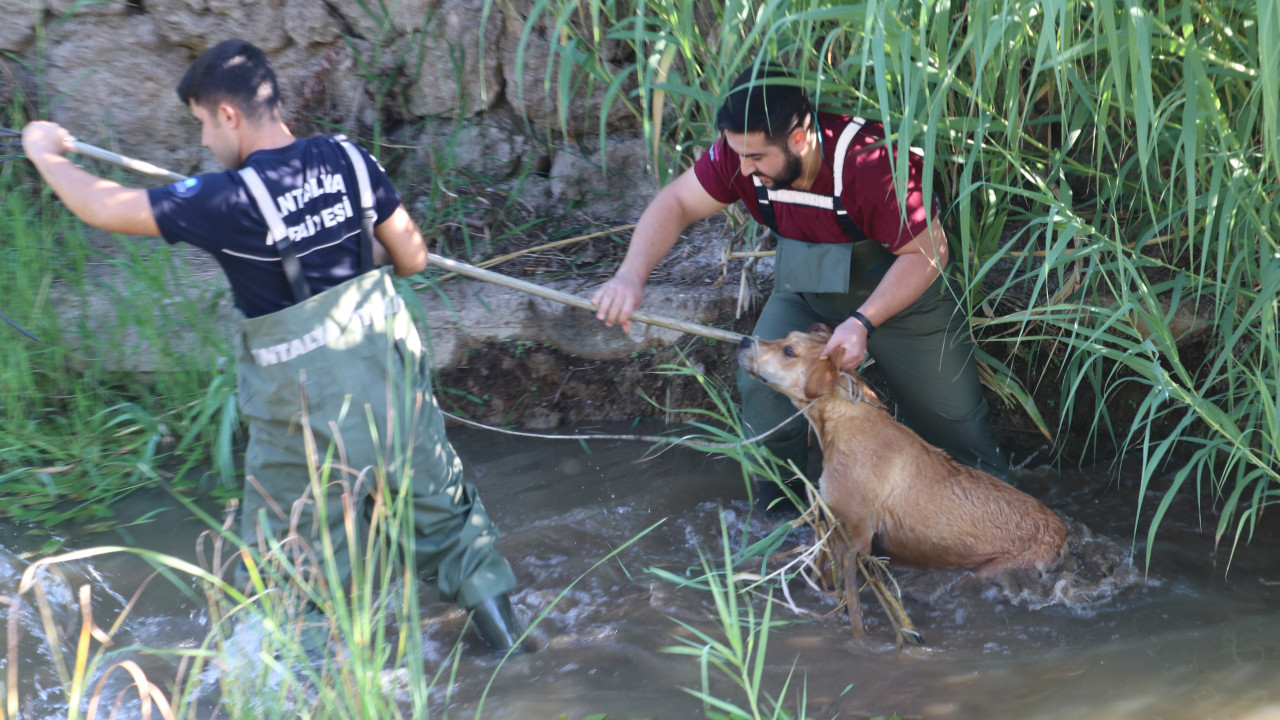 Kanala giren köpeği veteriner ve itfaiyenin ortak çalışması kurtardı