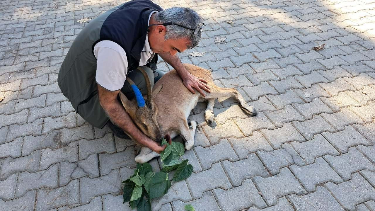 Mersin'de yaralı bulunan dağ keçisi tedavi altına alında