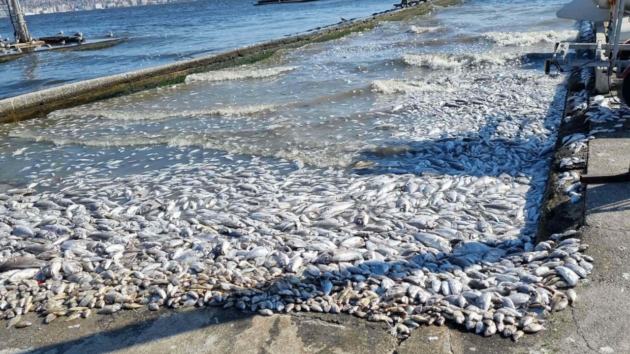 İzmir Körfezi'nde balık ölümleri: Atık su tespit edildi