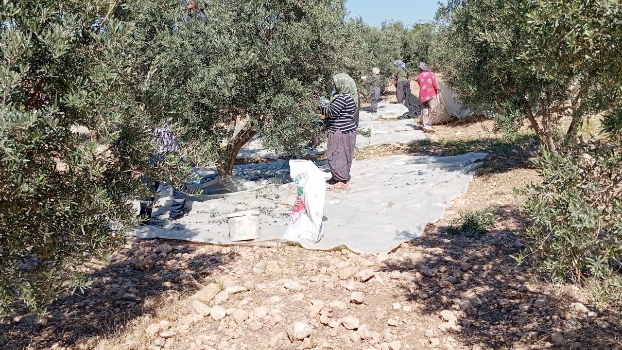 Osmaniye'de zeytin hasadı başladı, fiyatlar düştü