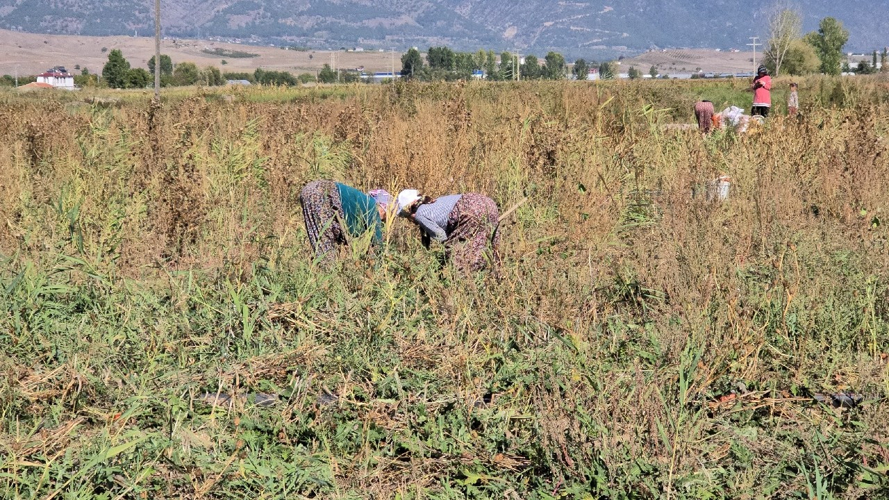 Tokat'ta hasat zamanı geldi, 65 dönüm soğan tarlada kaldı