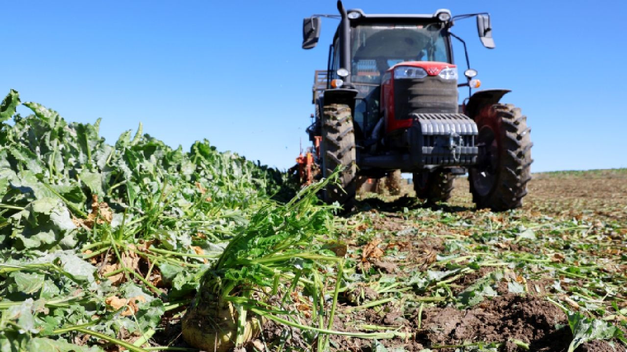 Hasat erken başladı, rekolte düştü: 1 dönümden 6,5 ton ürün - Sayfa 1