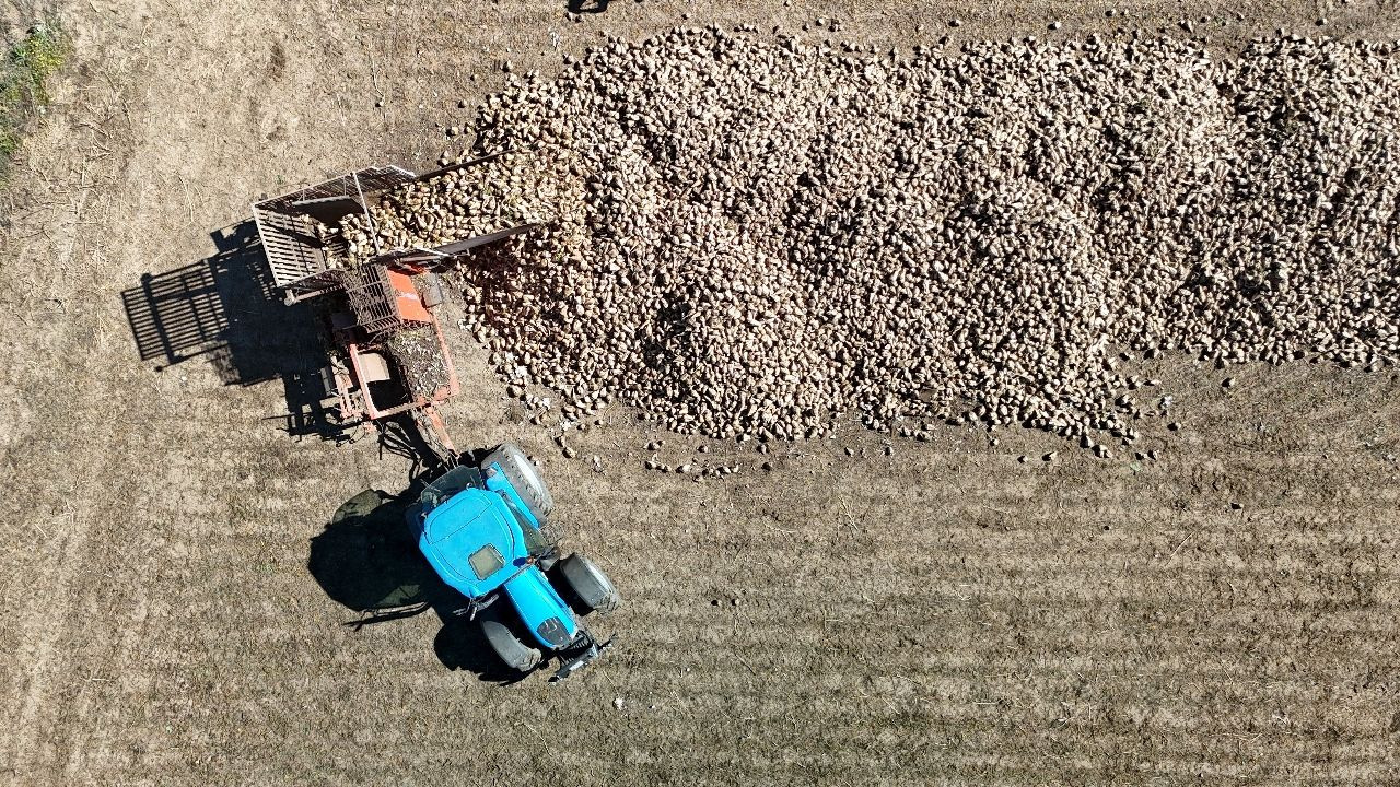 Hasat erken başladı, rekolte düştü: 1 dönümden 6,5 ton ürün - Sayfa 2