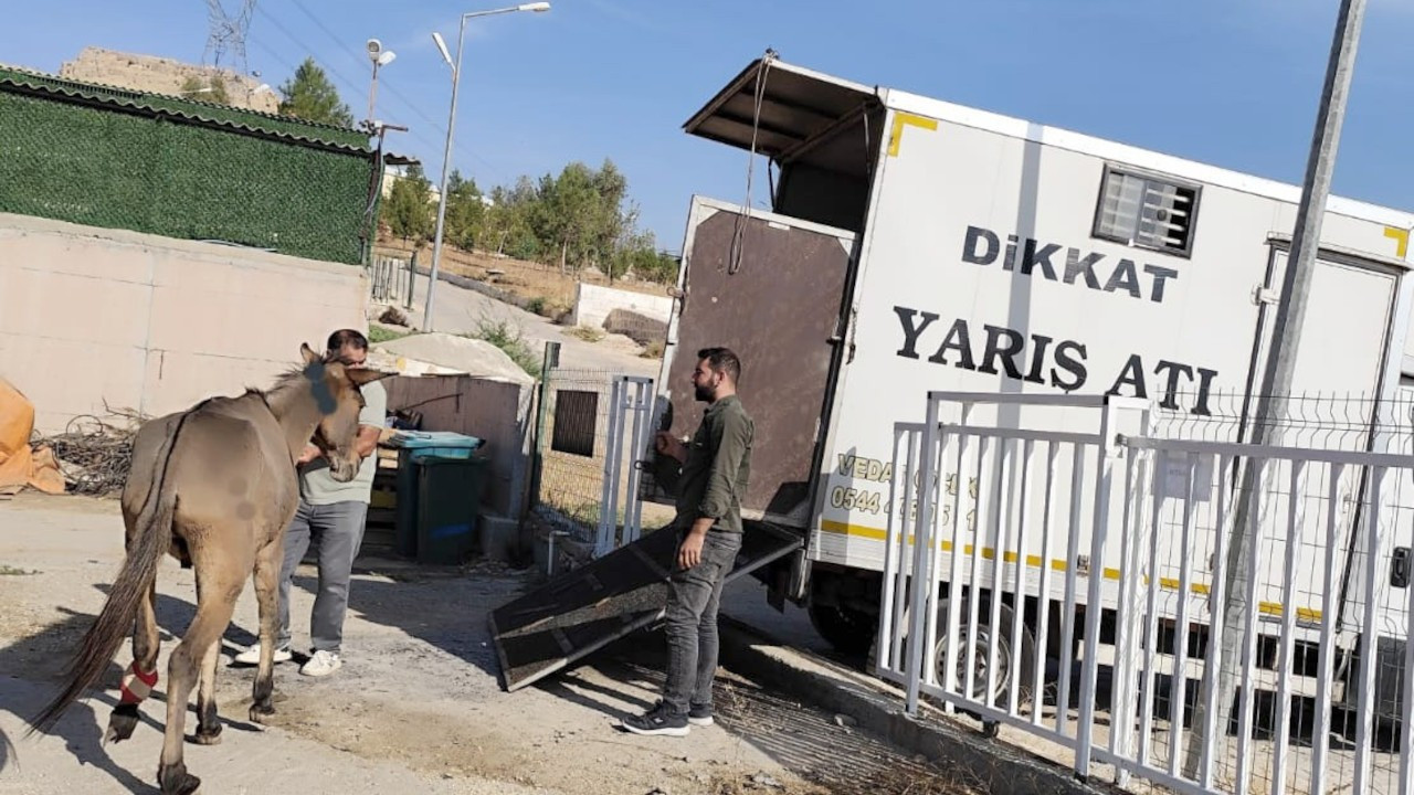 Mardin'de ayağı kırılan at İstanbul'da ameliyat olacak