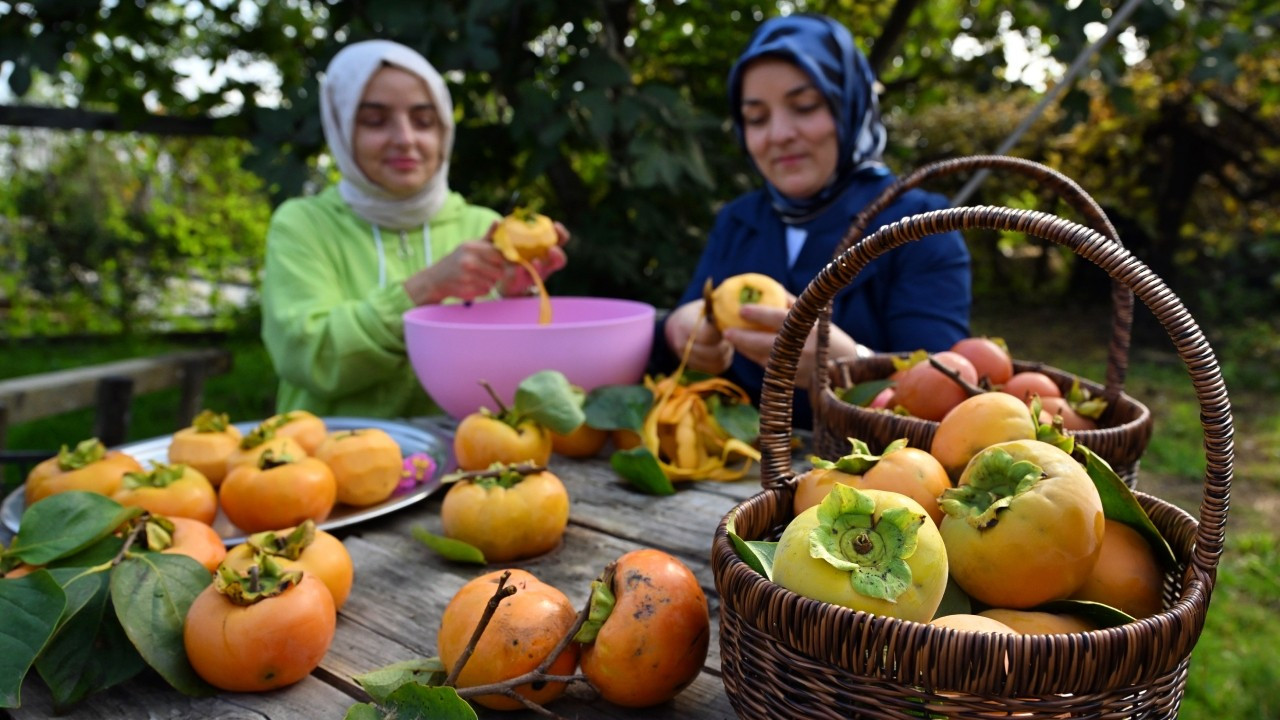 Trabzon hurmasında hasat başladı: Kokarca yüz 40 etkiledi