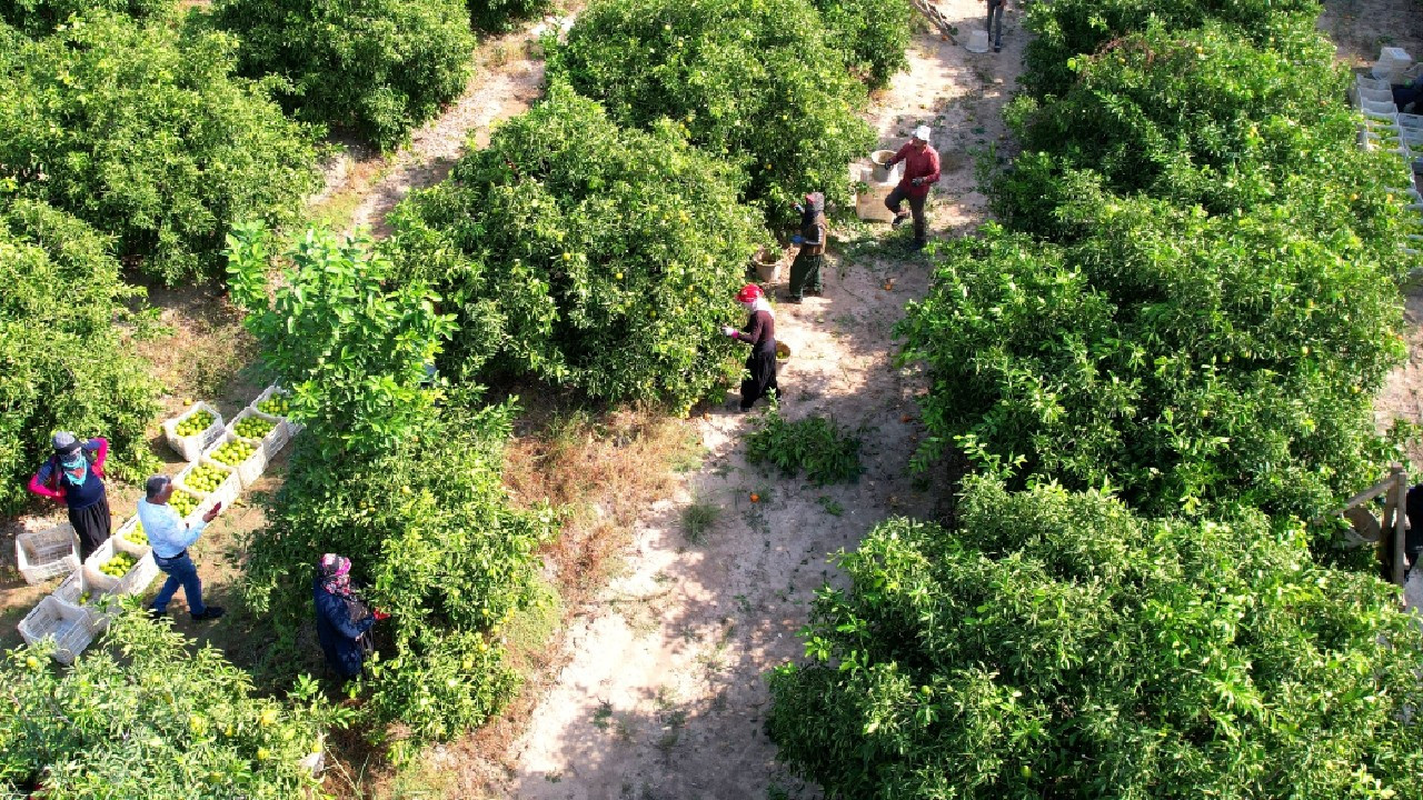 Adana'da erkenci mandalina hasadı başladı, rekolte memnun etmedi