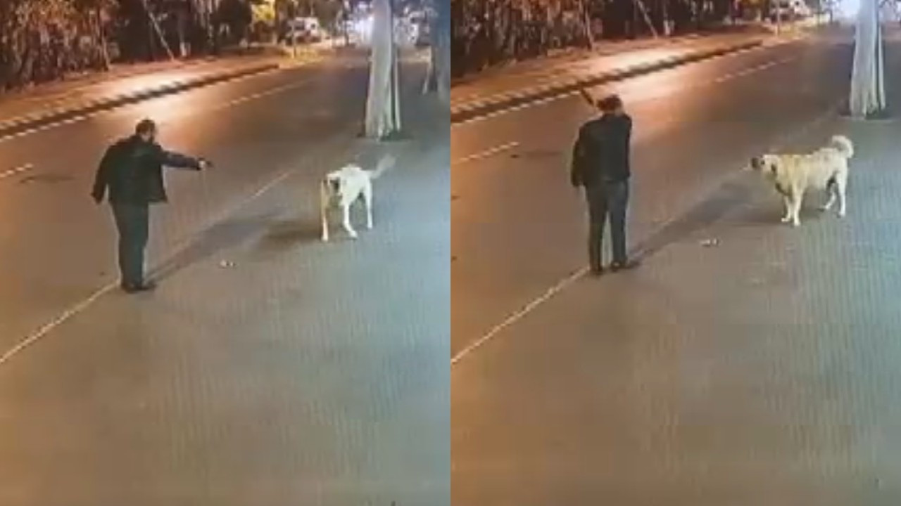 Köpeğe silah doğrultup ateş açmaya çalıştı, serbest bırakıldı