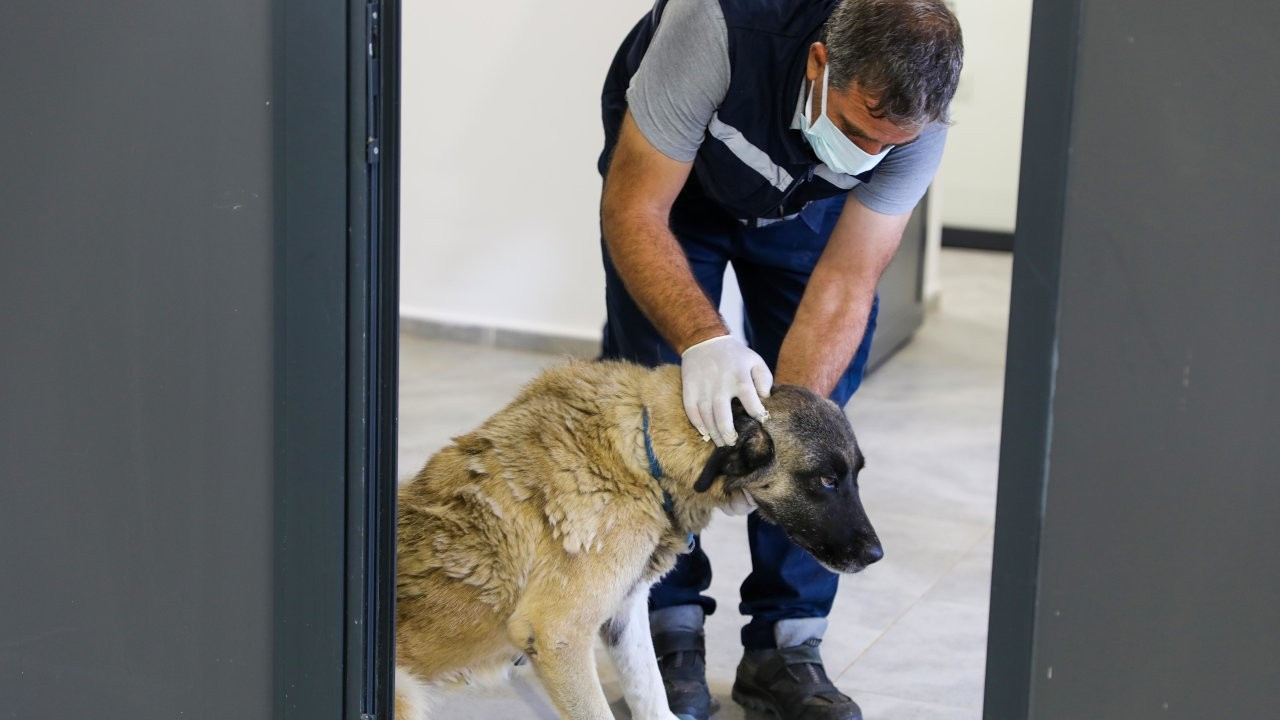 Diyarbakır'da kanser hastası köpek tedavi altında