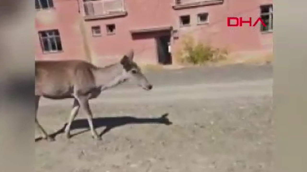 Kızıl geyik köye indi