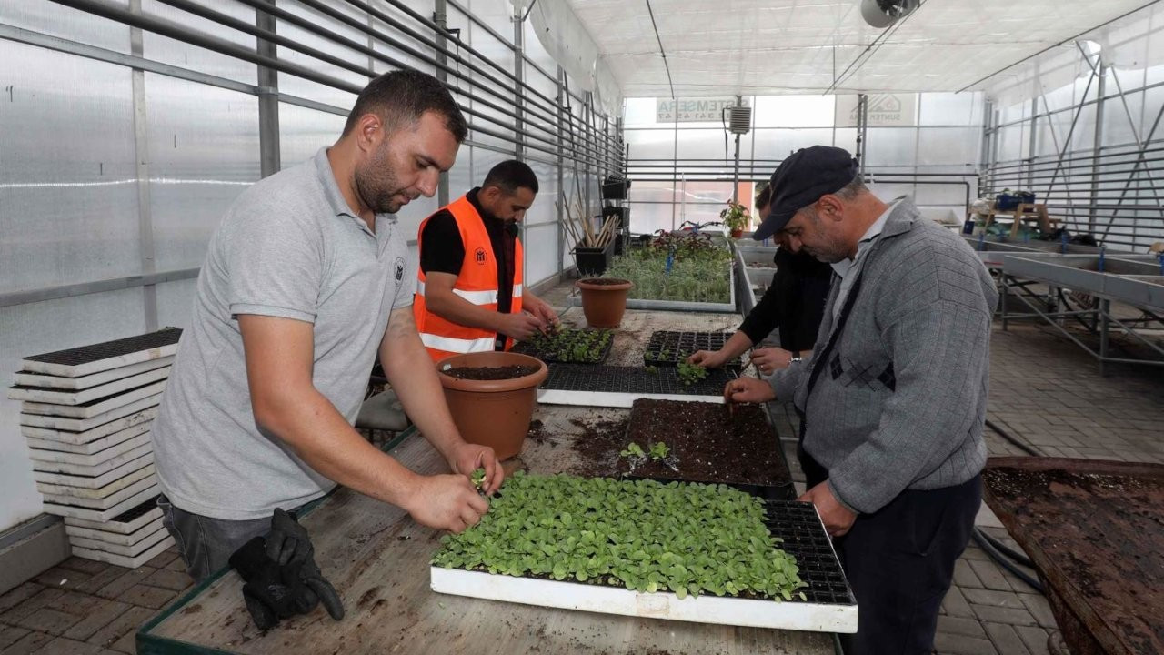 Yenimahalle'de çiçek üretimi sürüyor