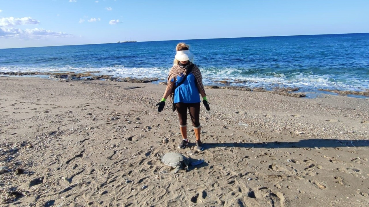 Alanya’da son bir haftada iki caretta caretta ölü bulundu