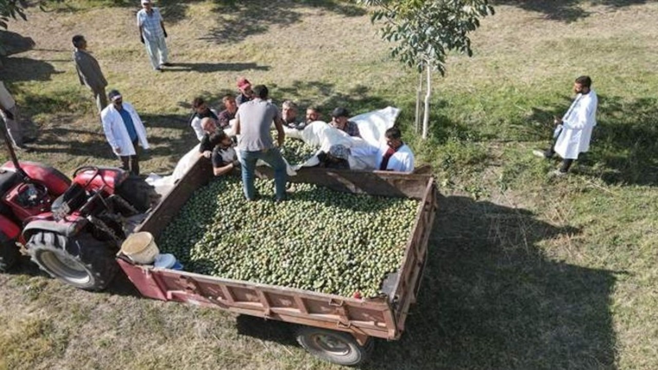 Erzincan'da çorak arazileri diktiği 35 bin fidanla yeşertti