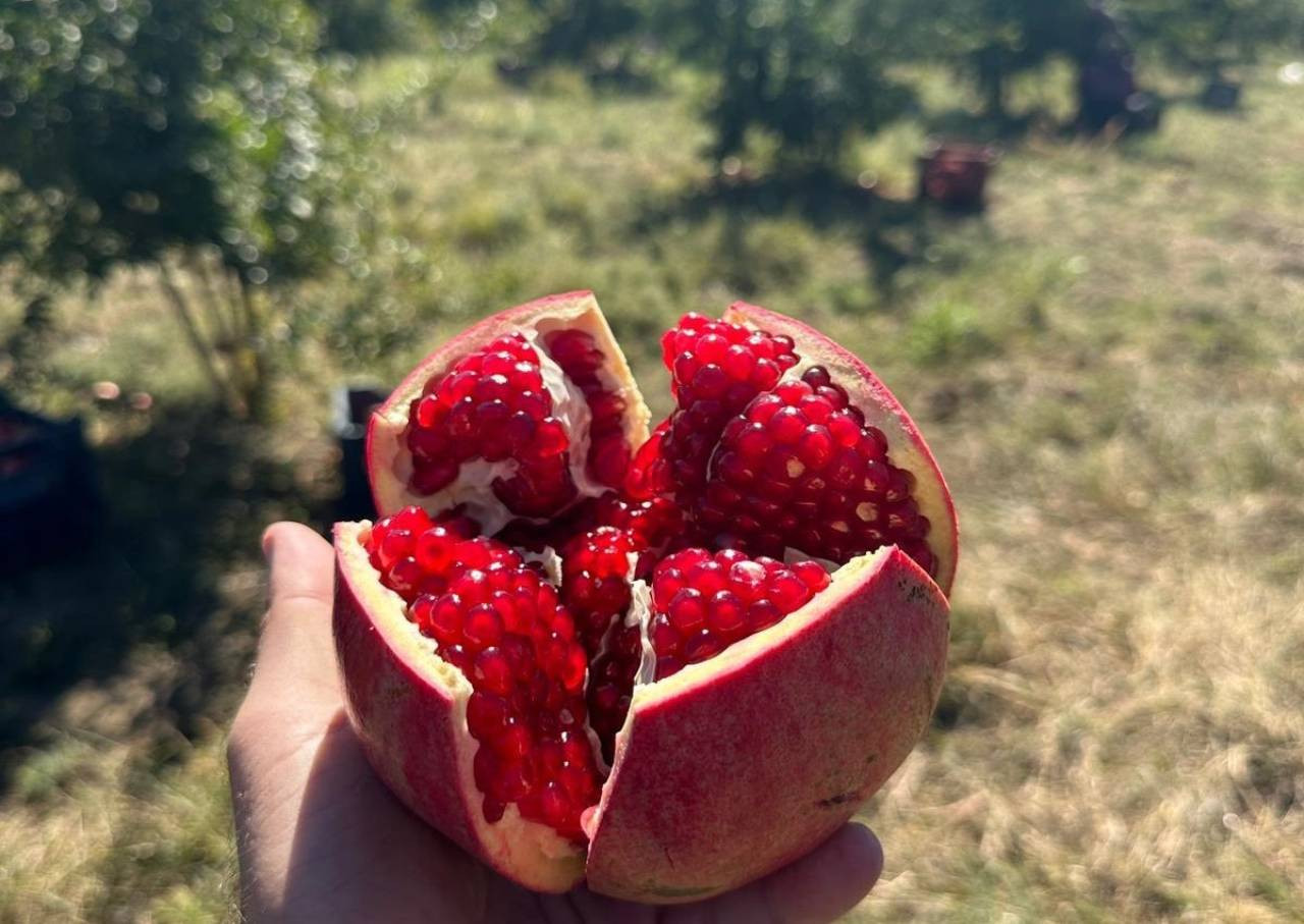 Adıyaman’da nar hasadı başladı