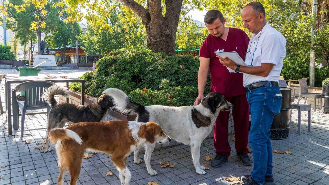 İzmir’de sahipsiz köpeklerin sayımı başladı