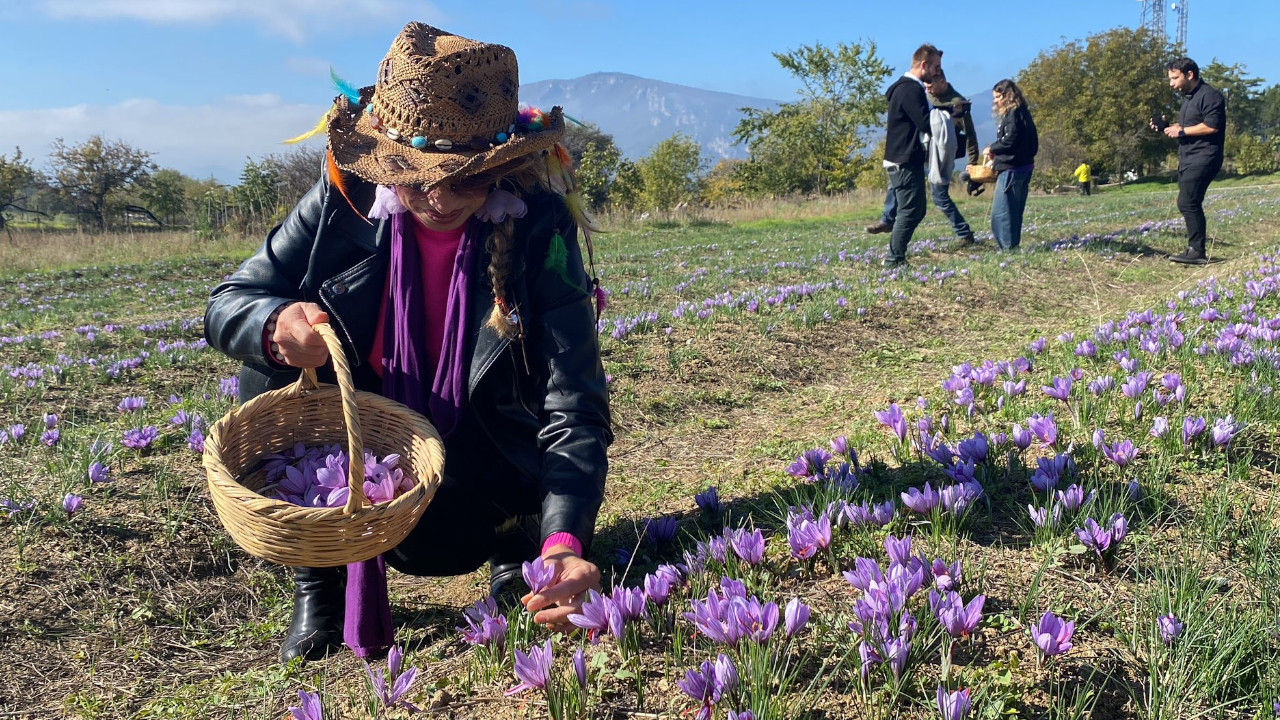 Safranbolu'daki safran hasadına turist ilgisi