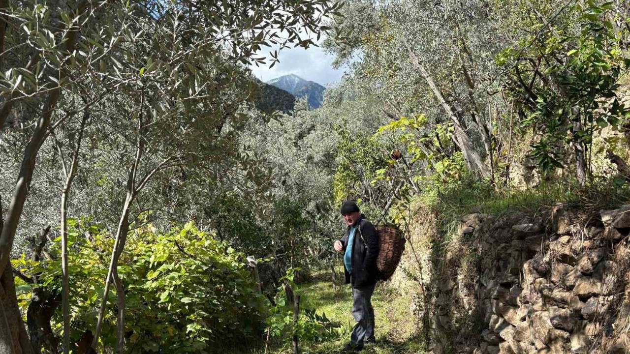 Artvin’de asırlık zeytin ağaçlarından hasat başladı