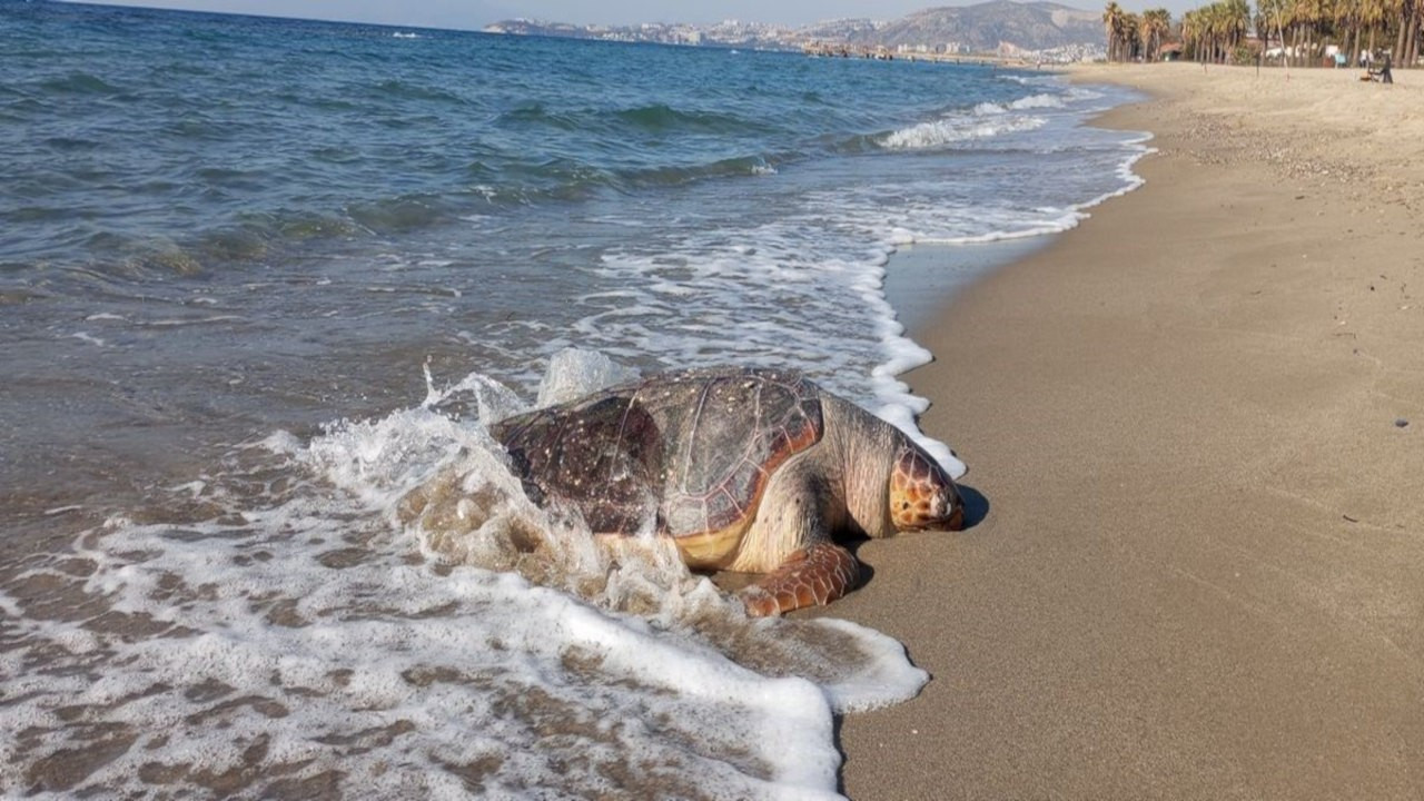 Kuşadası'nda iki deniz kaplumbağası ölü olarak kıyıya vurdu