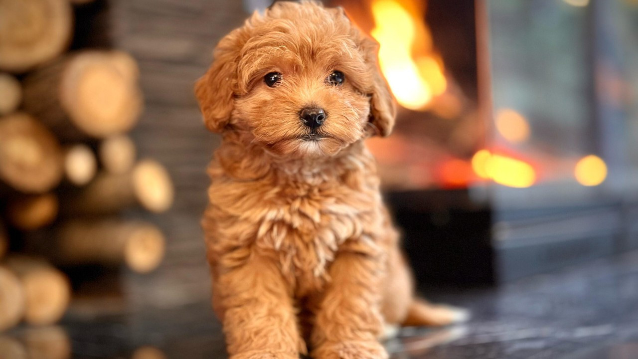 Cinsi Maltipoo değil, cinsiyeti erkek değil, rengi turuncu değil