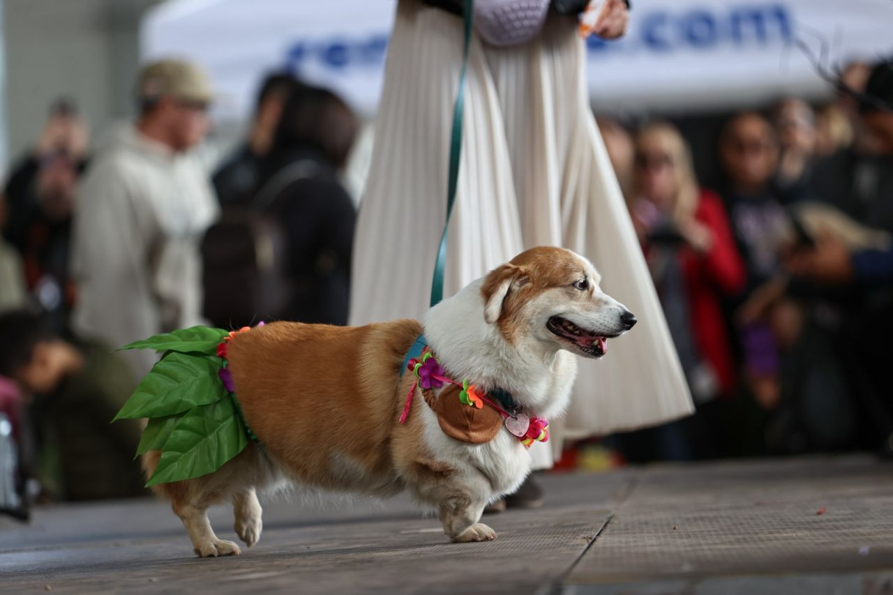 Kanada'da 'Kostümlü Köpek Geçidi' düzenlendi - Sayfa 2