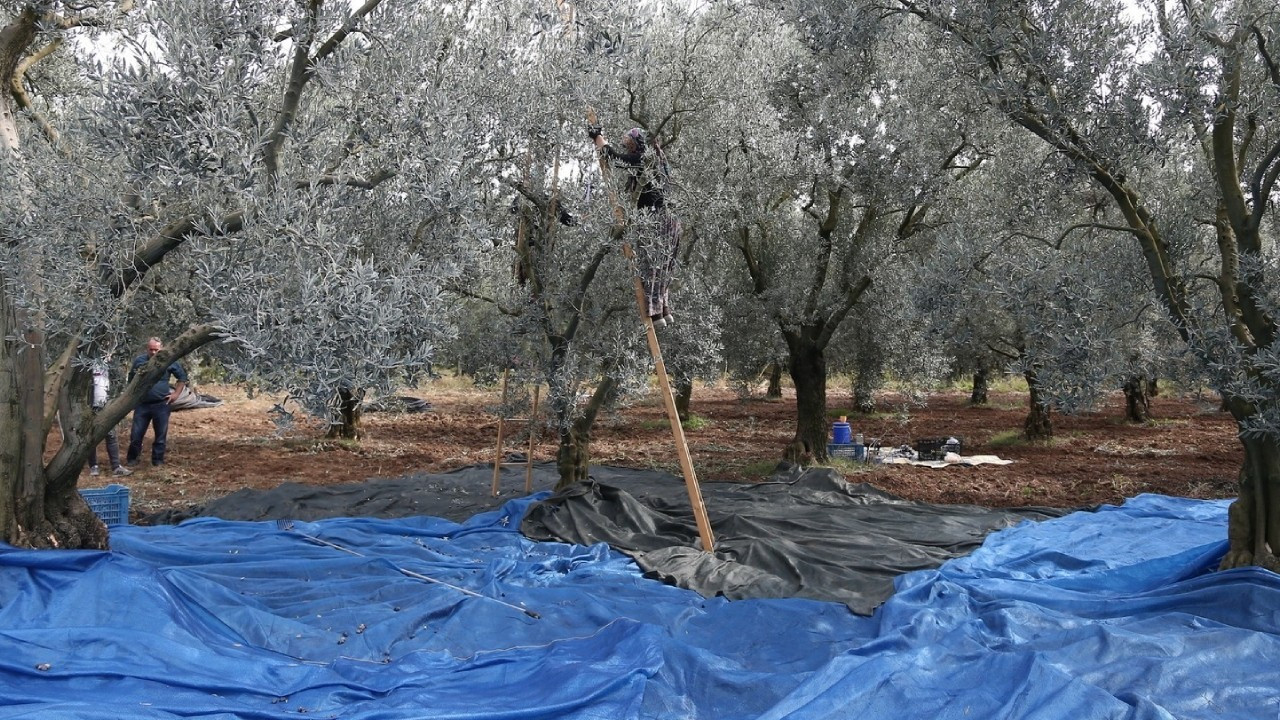 Balıkesir'de hasat başladı, zeytin üreticisi dertli: 'Zarar ediyoruz'