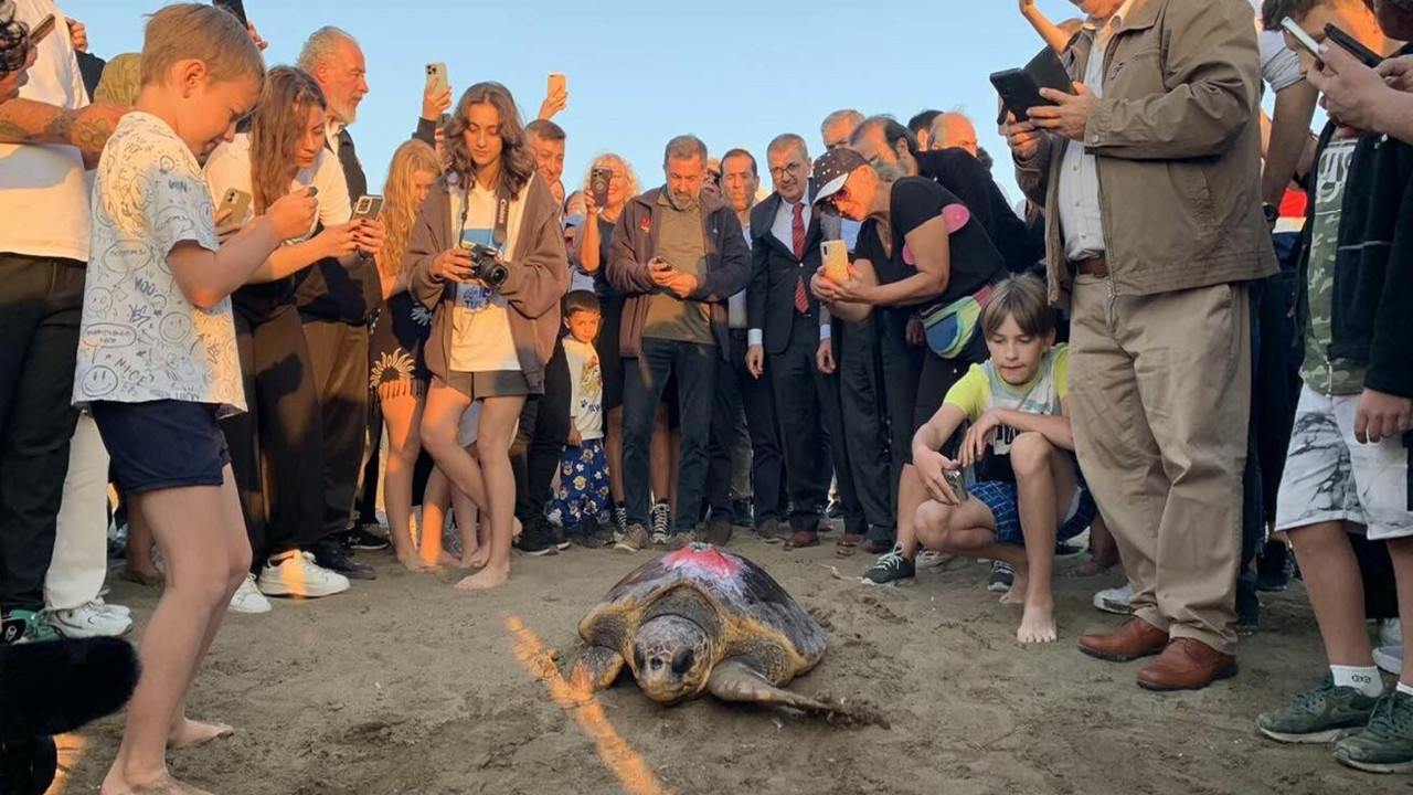 Tedavisi tamamlanan caretta carettalar denizle buluştu