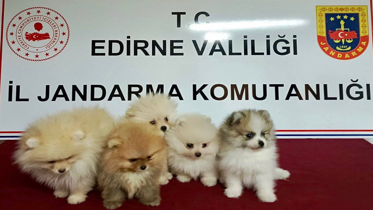 Yurt dışından kaçak sokulan 5 yavru köpeğe el konuldu