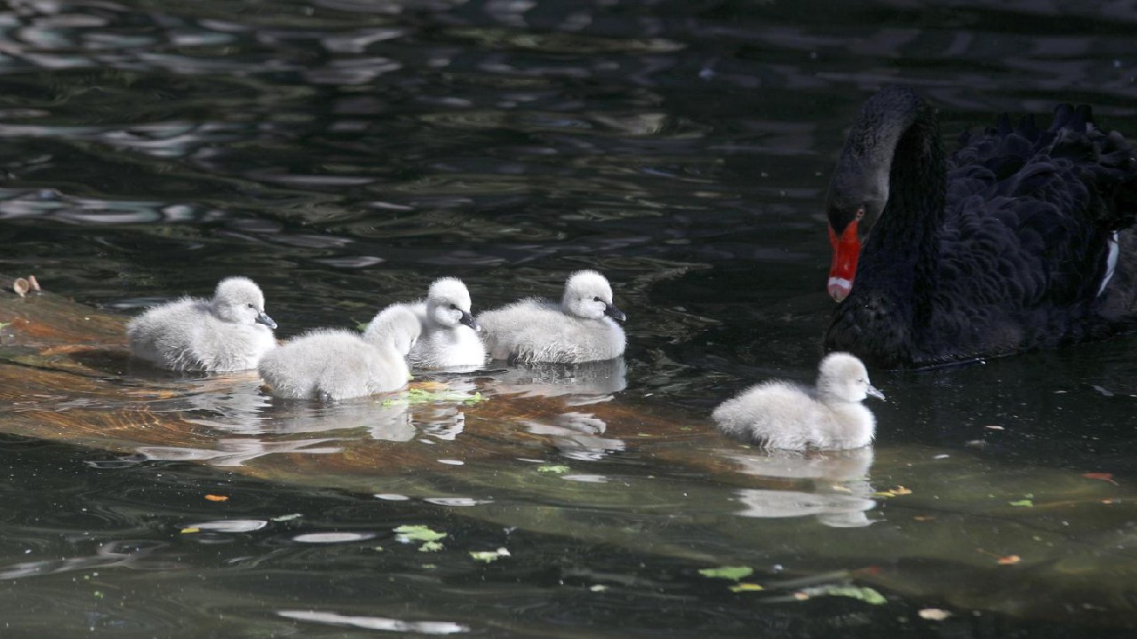 Kuğulu Park ailesine 5 bebek kuğu daha katıldı