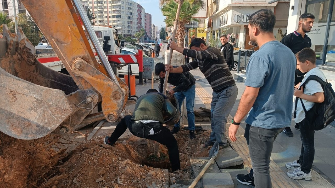 Mardin'de 15 yıllık ağacı kesen şahıslara para cezası