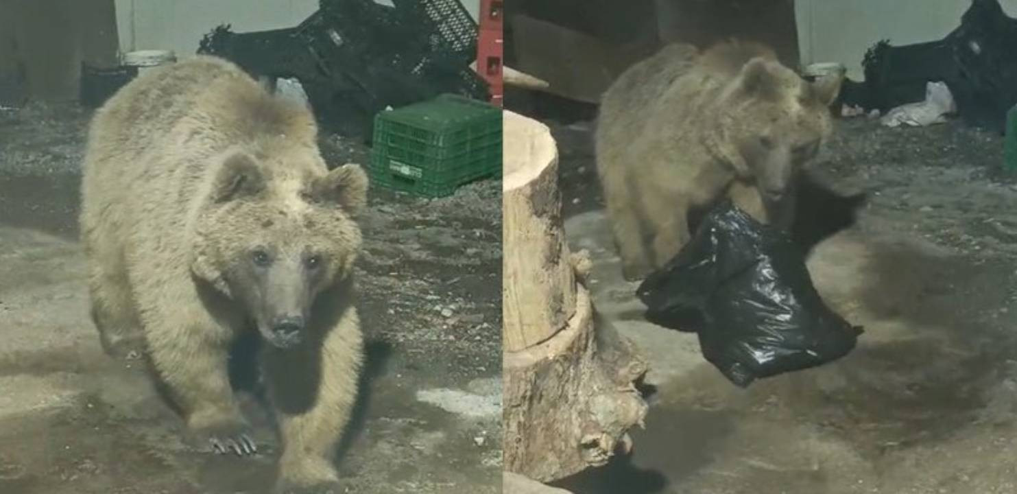 Şantiyeye giren ayı çalışanlar tarafından görüntülendi