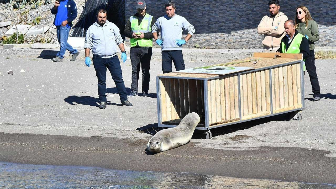 Tedavisi tamamlanan Akdeniz foku mavi suyla buluştu