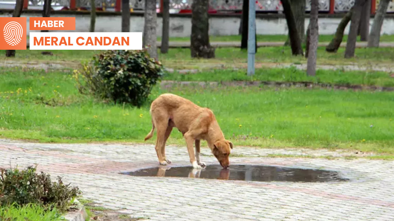 ‘Katliam Yasası’nın yönetmeliği ortaya çıktı: Hayvanlar için tetiğe basıldı