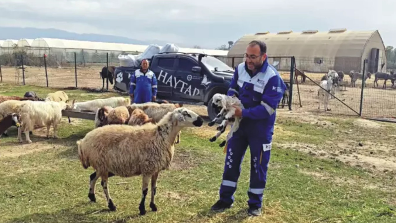 Diyarbakır'daki yangından kurtarılmıştı: Koyun 'Esin'in kuzusu oldu