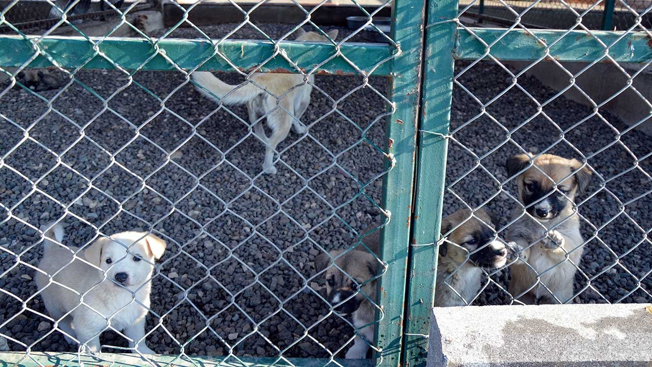 Diyarbakır Hayvan Bakımevi Merkezi 5 bin ihbara müdahale etti