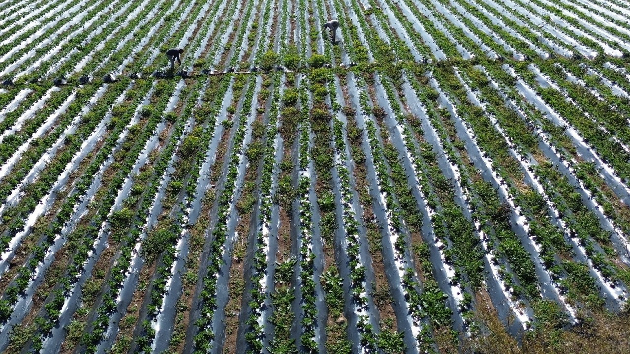 Hatay'da son çilek hasadı başladı: Tarla fiyatı 120 TL