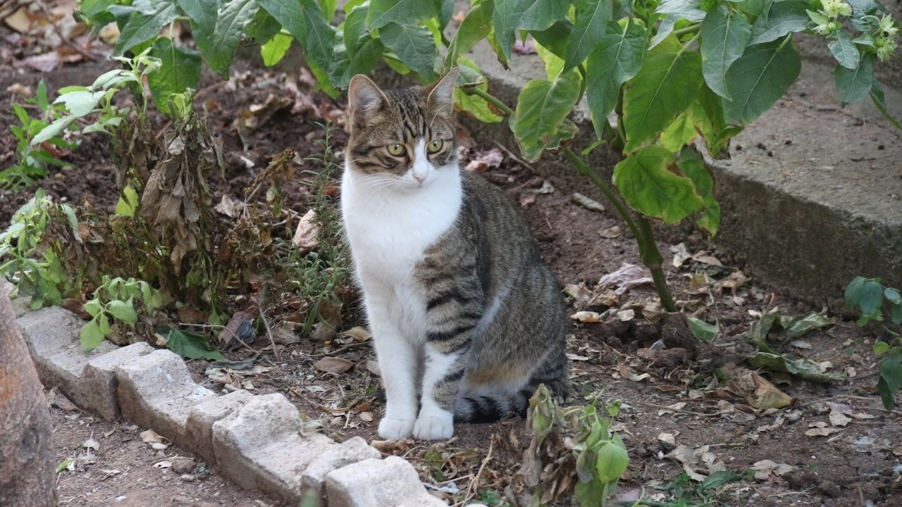 Eskişehir'de belinden ağaca asılan 'Pamuk' kedi kurtarıldı: Bu kaçıncı vaka?