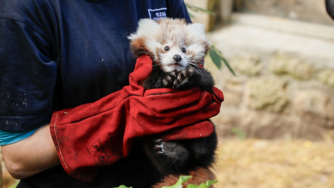 Havai fişek ‘kırmızı panda’ yavrusunu öldürdü