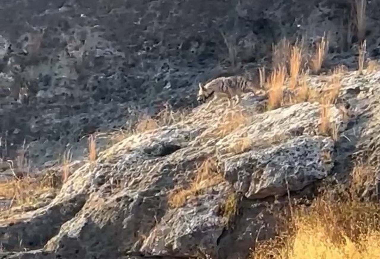 Adıyaman’da çizgili sırtlan görüntülendi