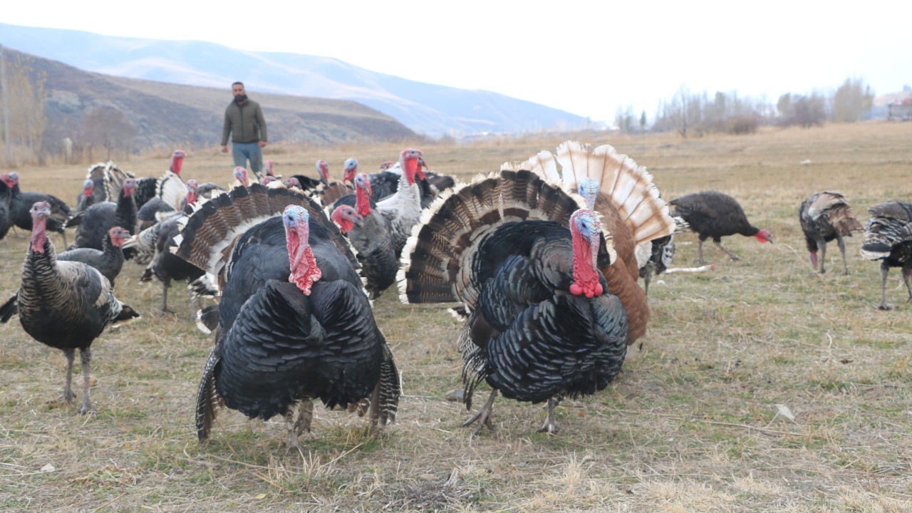 Hakkari'de hindiler yeni yıla hazır: 3-4 bin lira arasında değişiyor