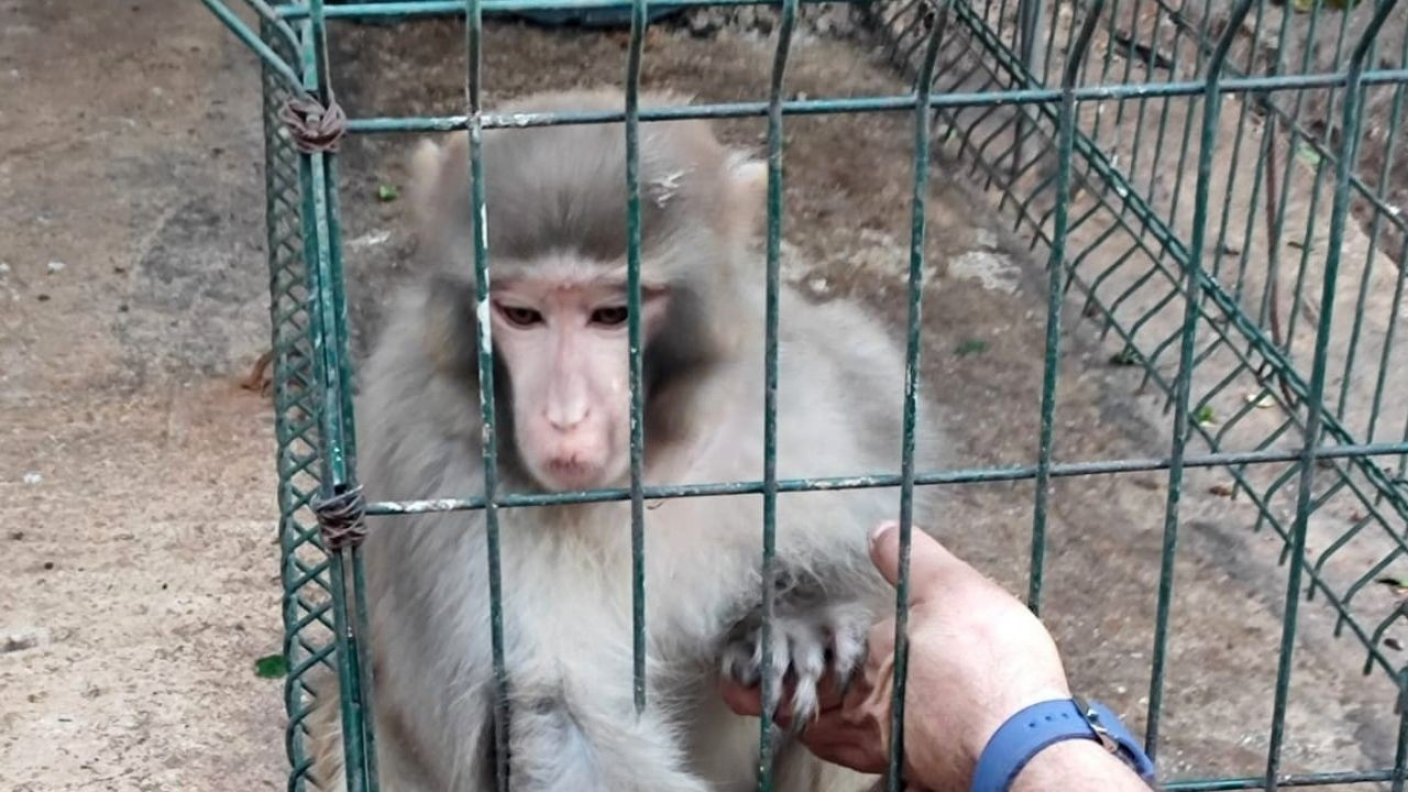 Rhesus maymunu bulunduran kişiye  8 bin 322 bin lira ceza