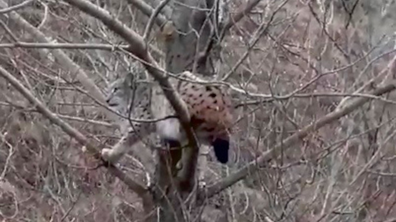 Kangallardan kaçan vaşak ağaca tırmandı: Görüyon mu aynı safari gibi  