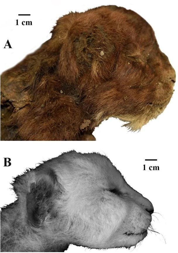 Sibirya'da 37 bin yıllık kedi mumyası bulundu: Aslan yavrularına benzerliği dikkat çekti - Sayfa 2