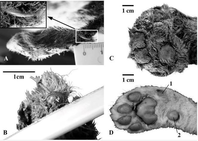 Sibirya'da 37 bin yıllık kedi mumyası bulundu: Aslan yavrularına benzerliği dikkat çekti - Sayfa 3