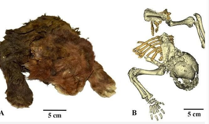 Sibirya'da 37 bin yıllık kedi mumyası bulundu: Aslan yavrularına benzerliği dikkat çekti - Sayfa 4