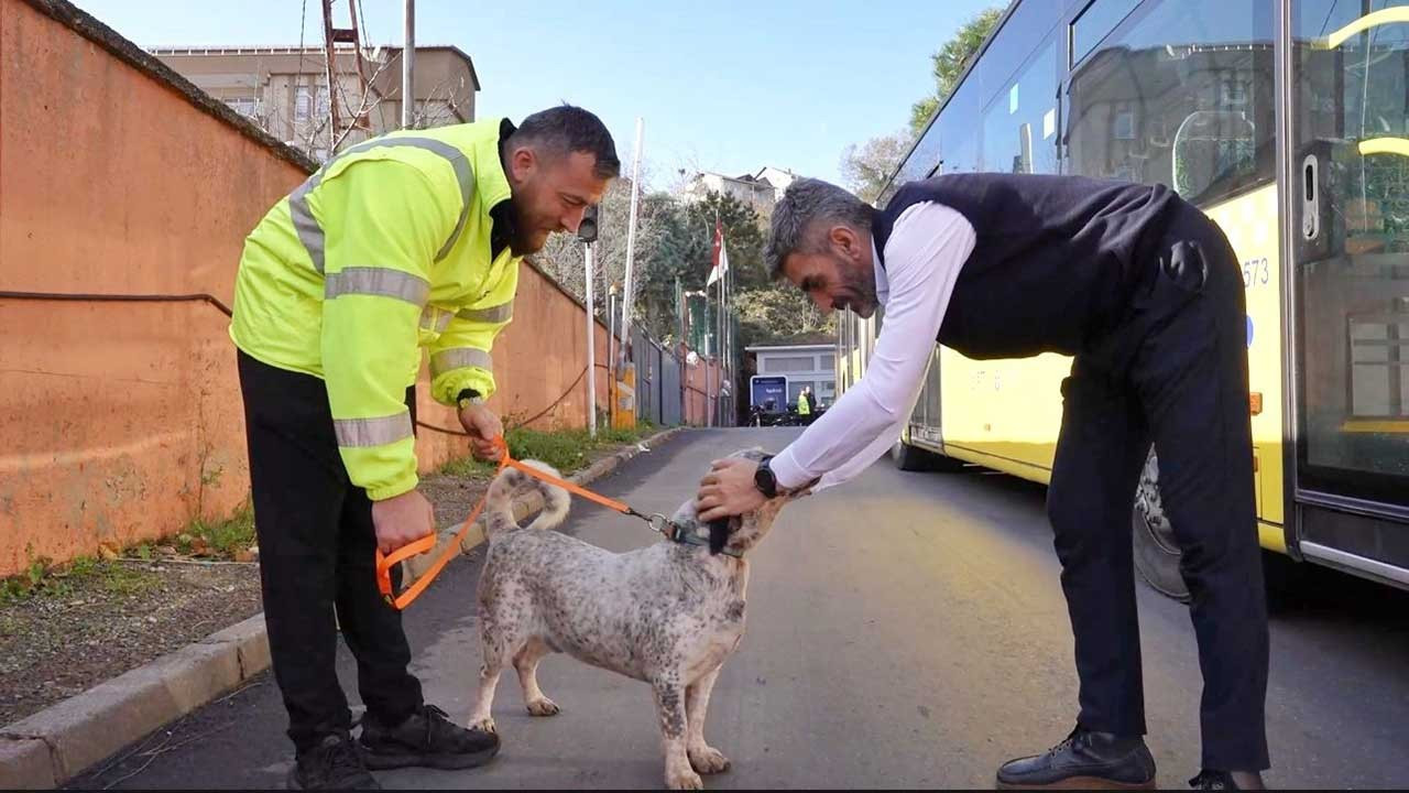 İETT 5 sokak hayvanını sahiplendi