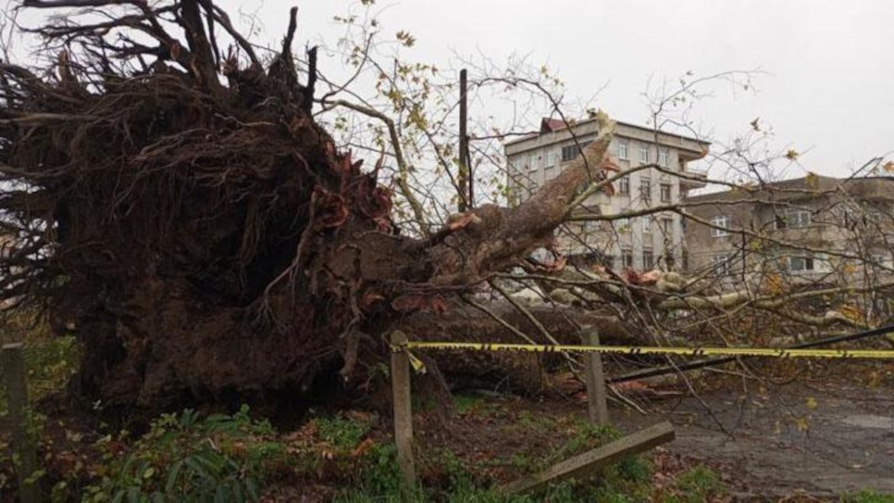 Samsun’da şiddetli rüzgarda 600 yıllık çınar ağacı devrildi