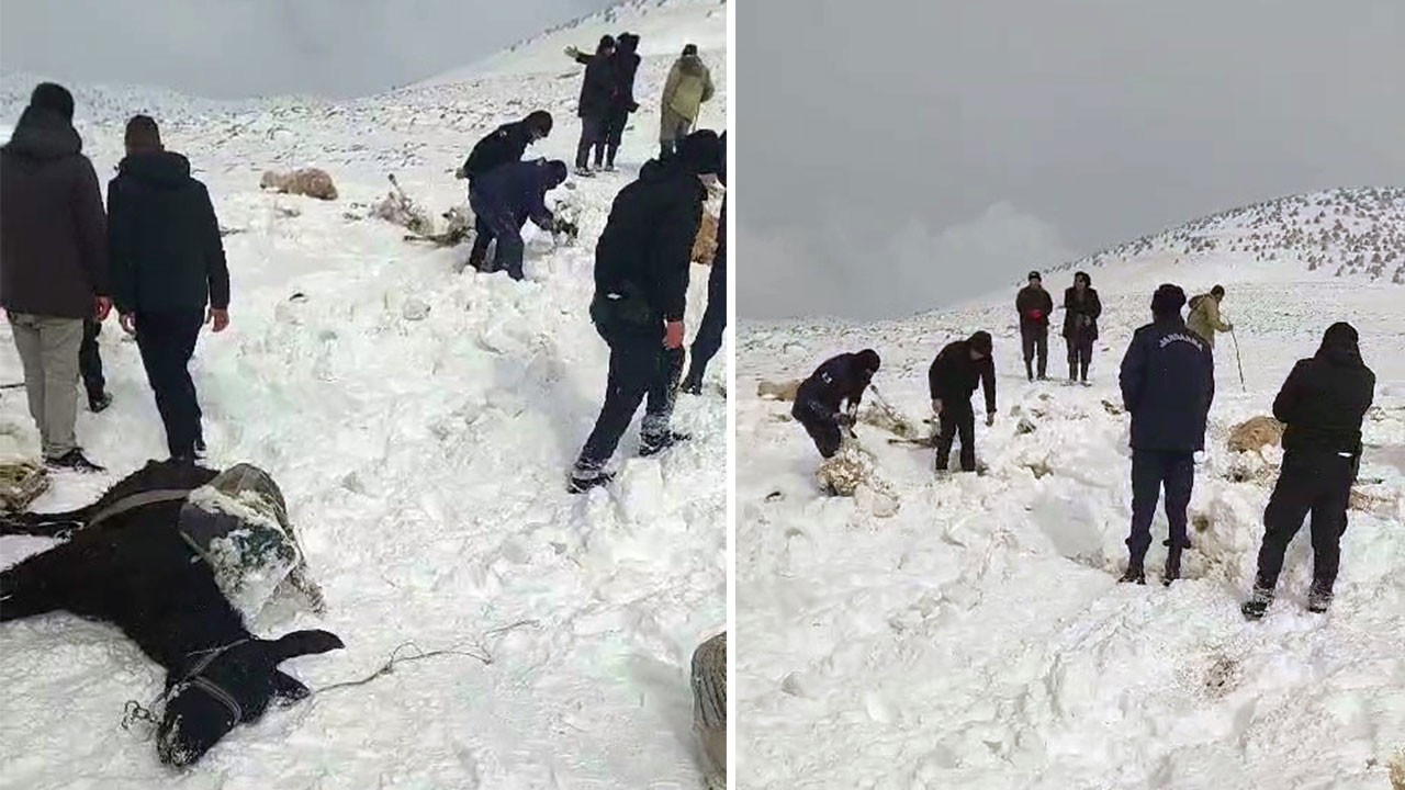 Tipiye yakalanan 350 koyun ile 2 eşek donarak öldü