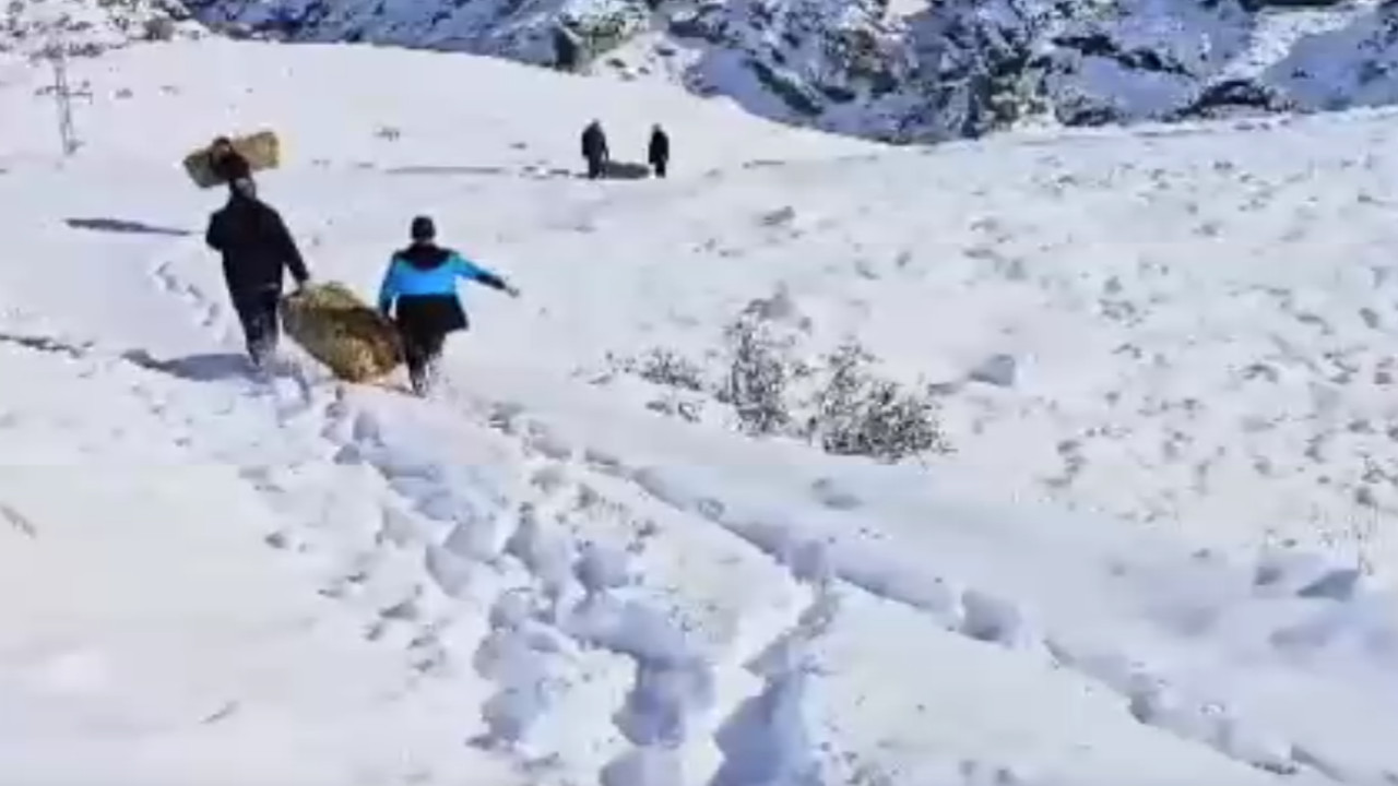 Erzurum'da kar 1 metreyi buldu, yaban hayatı için yem bırakıldı