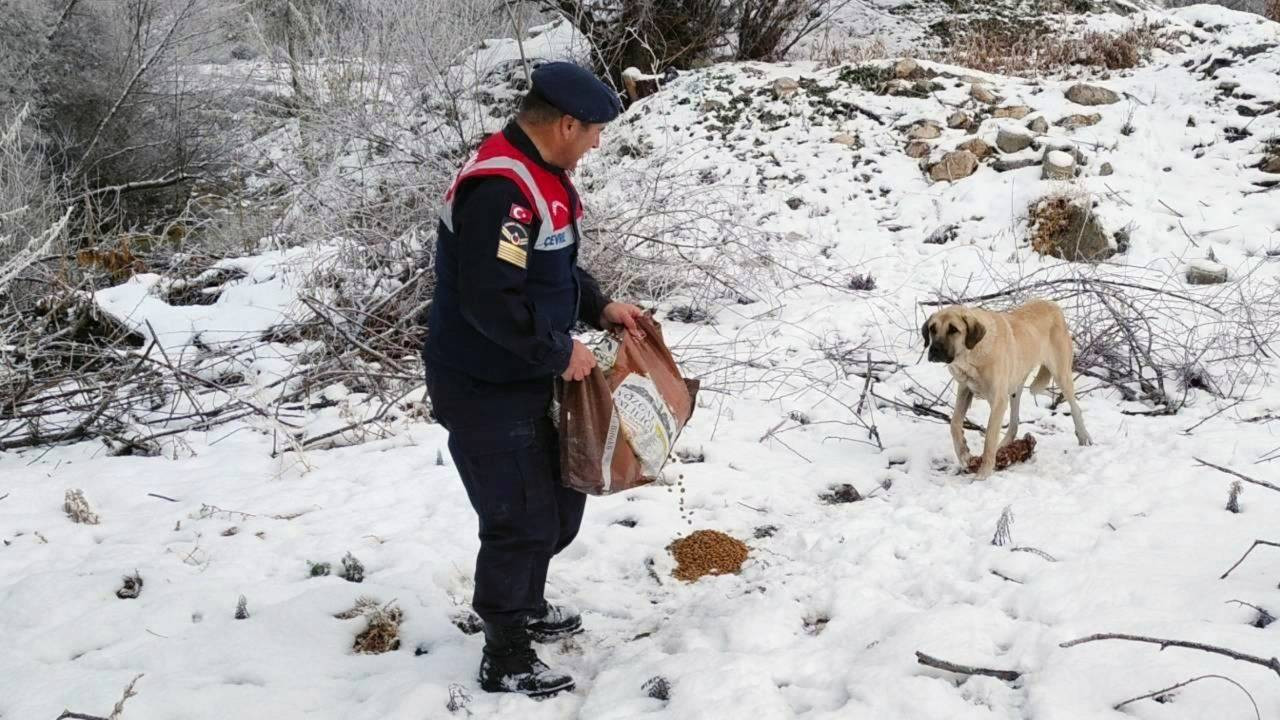 Karda yaralı ve donmak üzere olan hayvanlar kurtarıldı