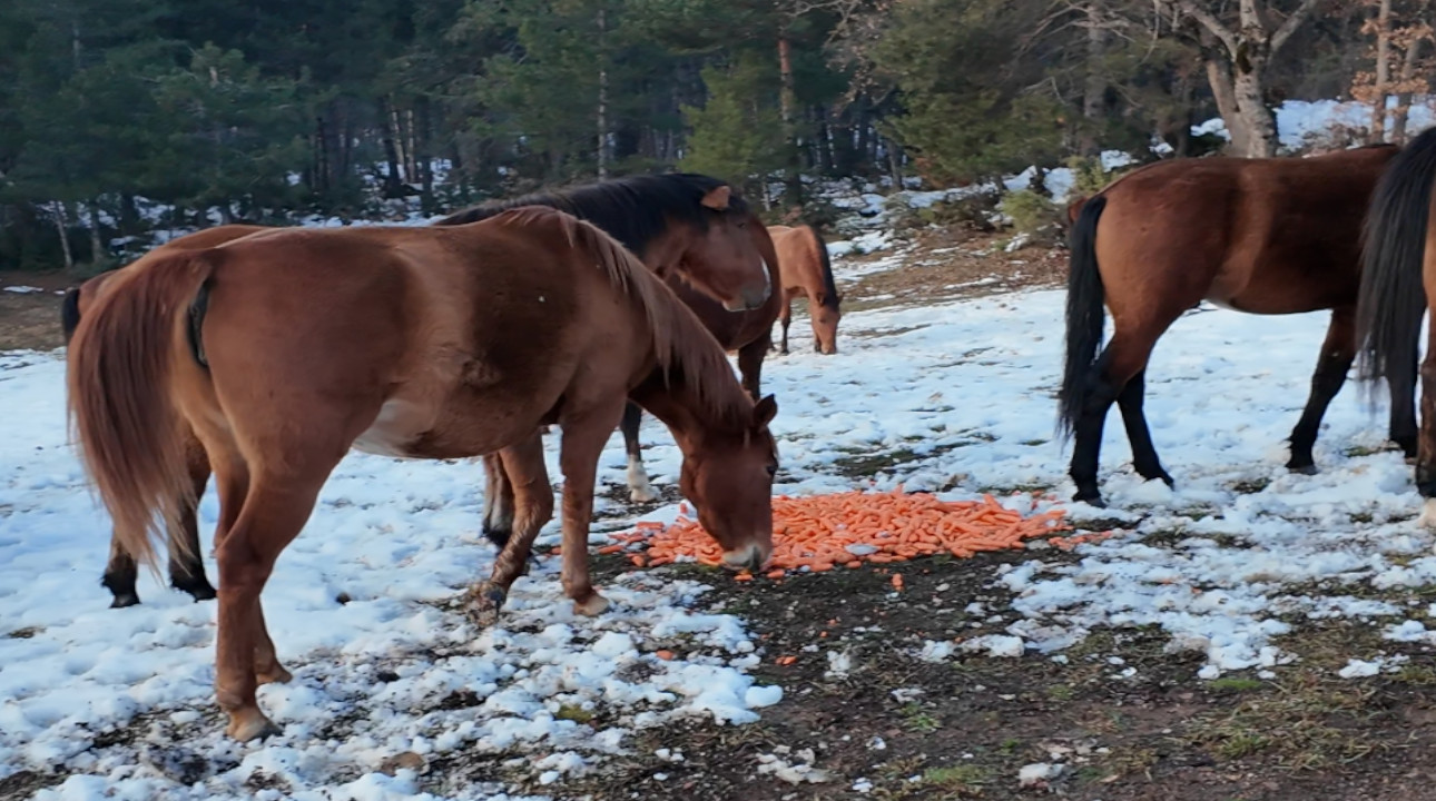 Bolu Belediyesi ekipleri yılkı atları için yiyecek bıraktı